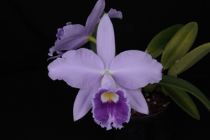 C. Cornelis' Love Sunset Valley Orchids AM 84 pts.